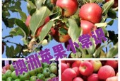 苹果手机在澳洲能使用哪些型号？