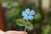 蓝雨星球照相机手机拍照方法是什么？