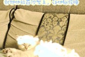 下载正版猫猫模拟器的正确途径是什么？如何避免下载到盗版？
