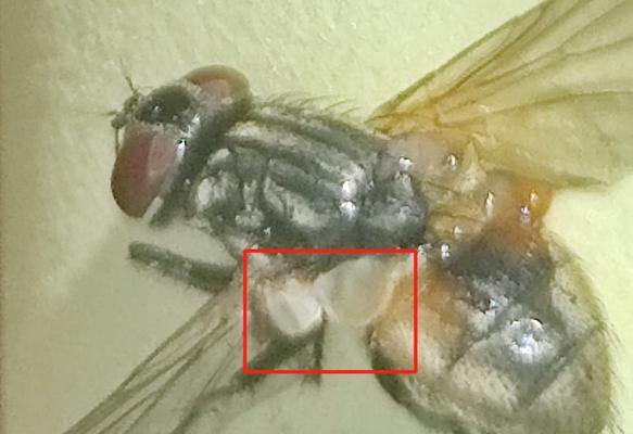 智能苍蝇无人机如何通过手机控制拍照？操作流程是怎样的？  第2张