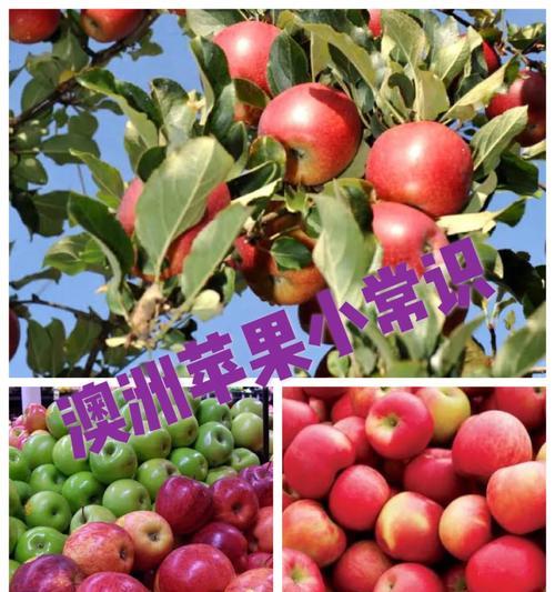 苹果手机在澳洲能使用哪些型号？  第1张